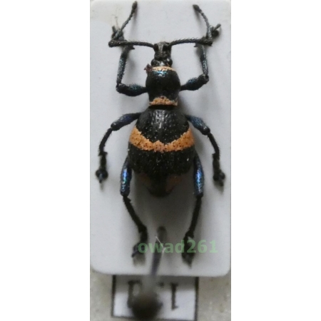 Calidiopsis speciosa Heller, 1913 male Philippines13d